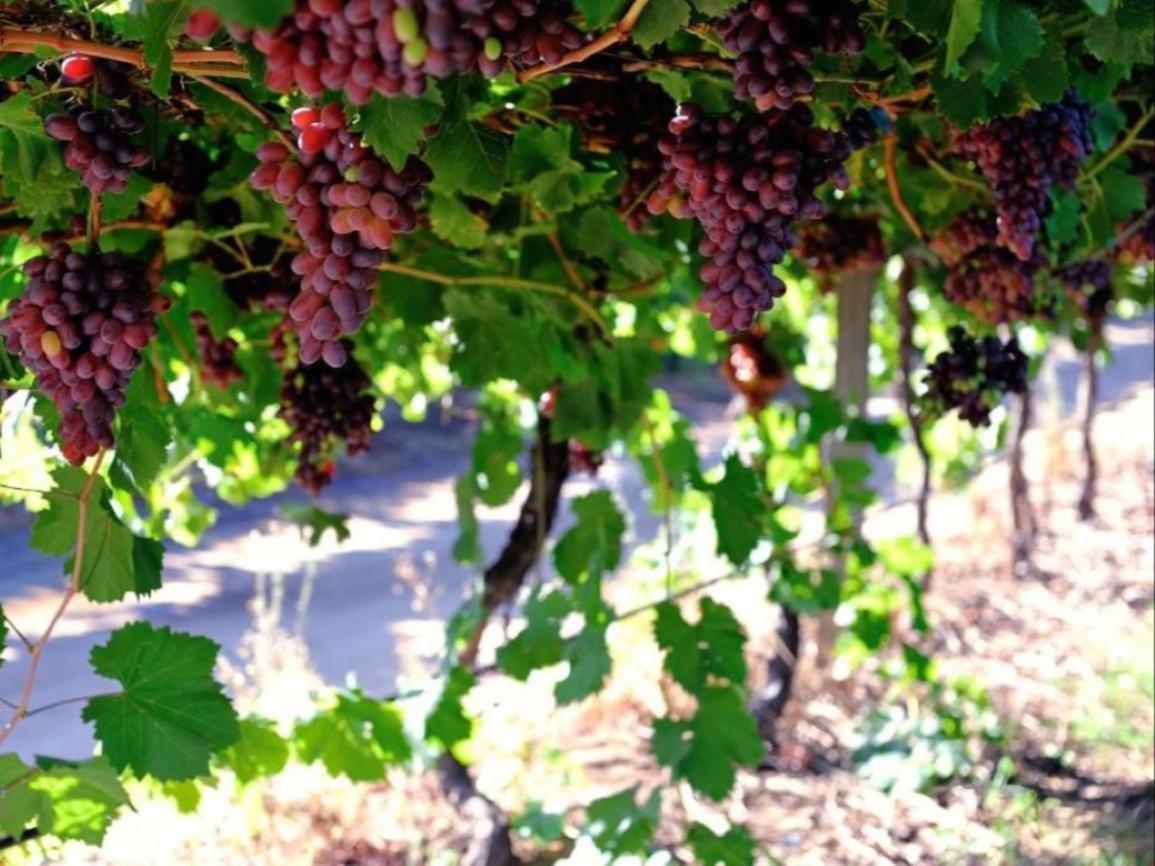 Mymering Wine & Guest Estate 라디스미스 외부 사진